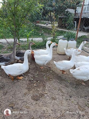 xoruz satlir: Təsərrüfat quşları satılır – bir neçə növ - Ağ yumurtaçı toyuq: iri — 2