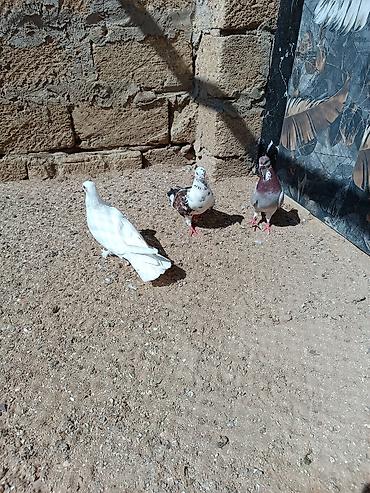 ucuz goyərcinlər: Quşlar hamısı bir yerdə satılır. Tam sağlam normal uçan quşlardı — 6