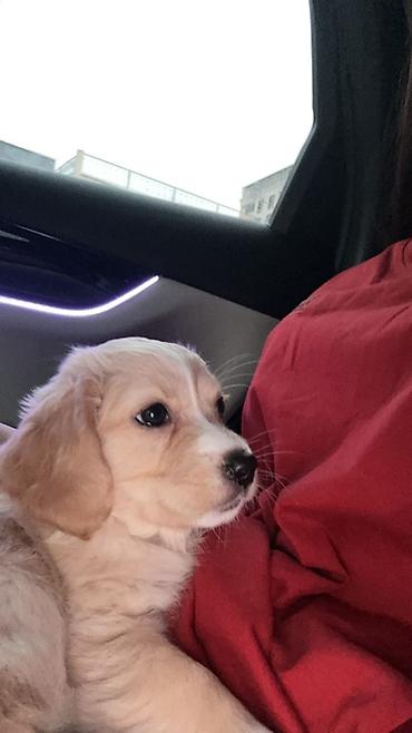 Retriever, 3 ay, Dişi, Peyvəndli, Rayonlara çatdırılma, Ünvandan götürmə, Ödənişli çatdırılma