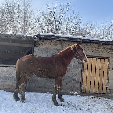 Лошади, кони: Продаю | Жеребец | Рабочий — 1