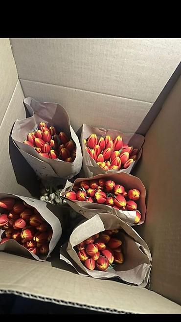 Тюльпан: Тюльпаны оптом - Цена: от 90 сом - Длина: 60 см - Тюльпаны с — 2