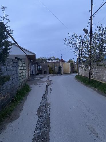 dekorativ bitkiler adlari: Dekorativ bağ bitkiləri və landşaft tərtibatı üçün həllər - Qapalı — 3