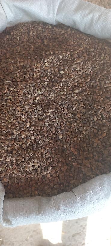 Другие виды семян и саженцев: 🌿Эспорцет үрөн урук 115 🌿Сатылат 🌿Дүң жана чекене 🌿Текшерүүдөн — 9