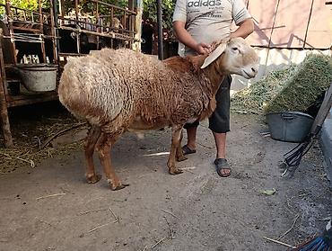 Продам с/х животных: Продаю | Баран (самец) | На забой, Для разведения — 1