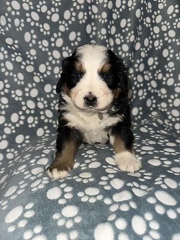 Psi: Štenci bernskog planinskog psa - Rasa: bernski planinski pas (Bernese — 5