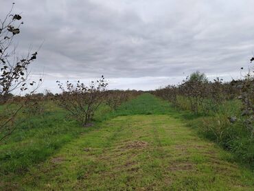 Torpaq sahələrinin satışı: 130 sot, Tikinti, Kupça (Çıxarış) — 7