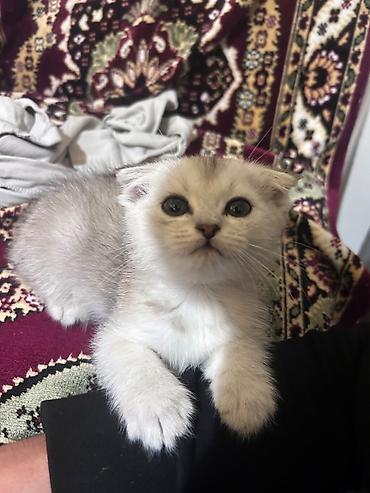 pişik satışı ucuz: Britan, Erkək, Yaxşı əllərə, Ödənişli çatdırılma — 1