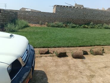 Ağaclar: BuQazon catrlma qurasdrma dekarativ agaclarin satişi 24/7 elaqe -da lalafo.az — 3 Ağaclar: BuQazon catrlma qurasdrma dekarativ agaclarin satişi 24/7 elaqe — 3