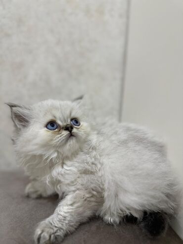 Pişiklər: Britan, Dişi — 8