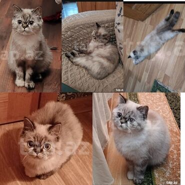 maltipoo qiymeti: Dişi, Yaxşı əllərə, Ünvandan götürmə, Ödənişli çatdırılma