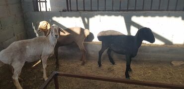аршан кой: Семиз кой сатылат.Арзан баада.
Арашан, Коозу, Кой, Ургачы, Щищек