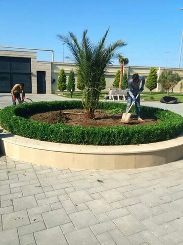 Ağaclar: Dekarativ agaclarin satisi qazon torpaq torf diger gubrelerin satisi — 2