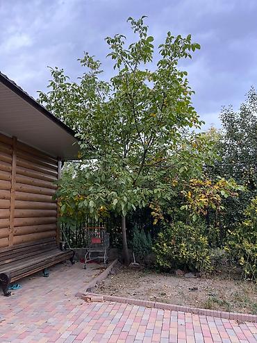 Продажа домов: Дача, 75 м², 3 комнаты, Агентство недвижимости, Дизайнерский ремонт at lalafo.kg — 16 Продажа домов: Дача, 75 м², 3 комнаты, Агентство недвижимости, Дизайнерский ремонт — 16