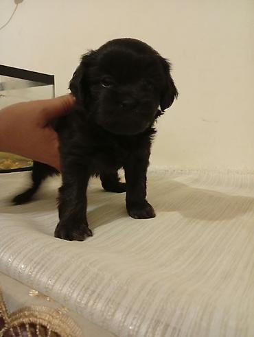 it ucun geyim: 1 ay — 1