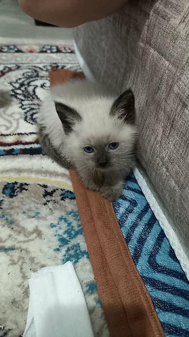 бенгальские котята: Сиамская, 2 месяца, Девочка, Приучена к лотку — 2