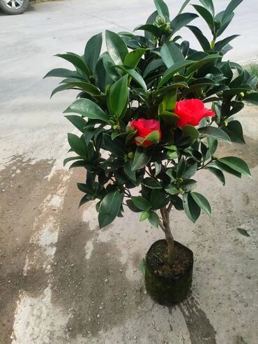 Пальмы: Пальмы Дипсис Монстеры, Бадьян Аннисовый,Корица, Стрелиция at lalafo.kg — 15 Пальмы: Пальмы Дипсис Монстеры, Бадьян Аннисовый,Корица, Стрелиция — 15