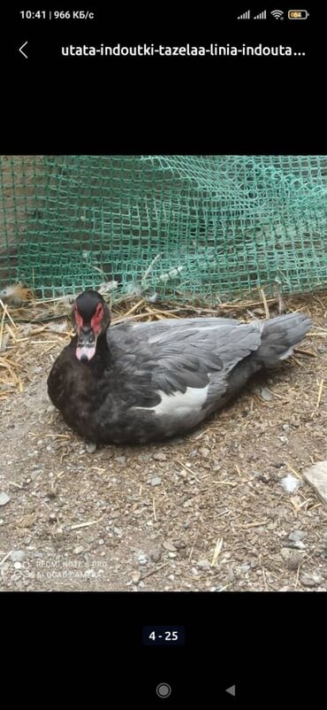 Птицы: Индоутка (Шипуны) Тяжёлая Линия. Тяжёловесы. Окрасы Лаванда — 3