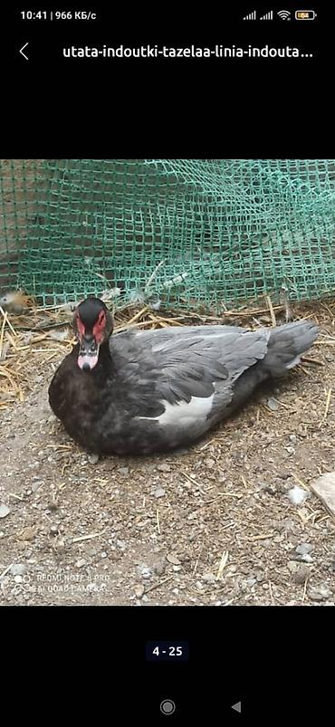 Другие с/х животные: Мускусные утки (индоутки),Тяжёлая Линия. Окрасы Лаванда, Голубой — 4