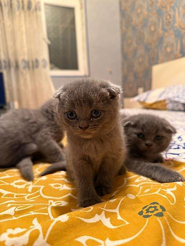 Pişiklər: Şotland, Erkək, Dişi — 27