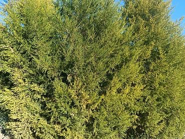 слива фрукты: Живая изгородь/саженцы хвойных (туя/кипарисовик, можжевельник) для — 2