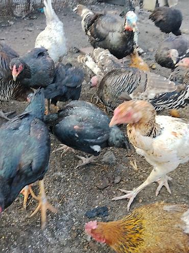 Другие с/х животные: Продаются сельскохозяйственные птицы смешанного поголовья для — 17