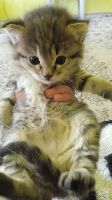 купить персидского кота: От дадим добрым рукам не чем не болеет здоровый бесплатно
