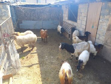 Keçi, çəpiş: Dişi, Alpine, Hələb, Zanen, il: 2