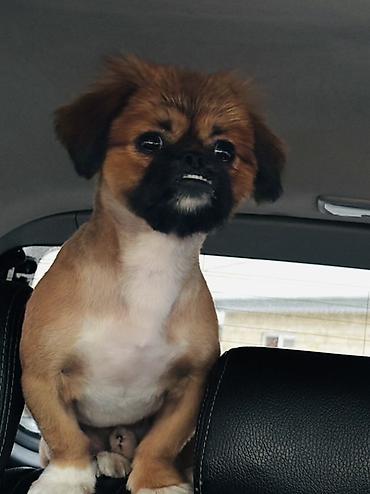 bala pişiylər: Pekines, Erkək — 4