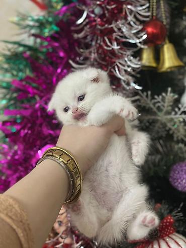 Pişiklər: Şotland yastı qulaq, Erkək, Dişi, Yaxşı əllərə, Ödənişli çatdırılma, Ünvandan götürmə, Rayonlara çatdırılma — 2