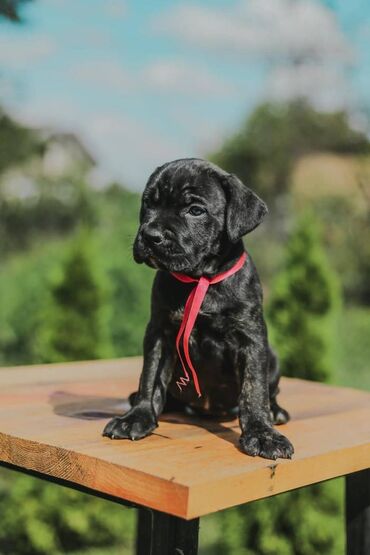 Psi: Postanite vlasnik jednog od naših vrhunskih Cane Corso štenaca — 23