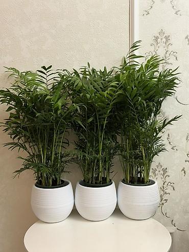 хамедорея: Хамедорея (комнатная пальма) 🌿 Высота: 70 см Цена: 1000 сом Красивая — 2
