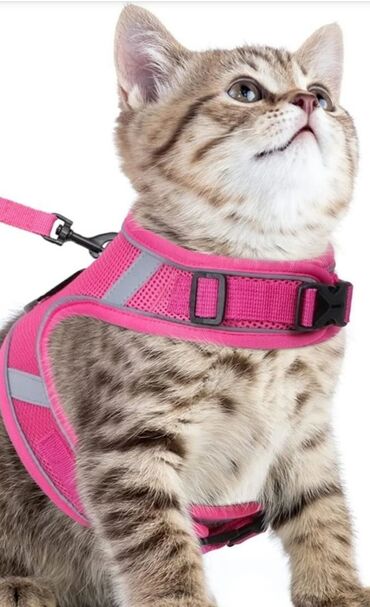 Pişiklər: Erkək, Dişi -da lalafo.az — 17 Pişiklər: Erkək, Dişi — 17