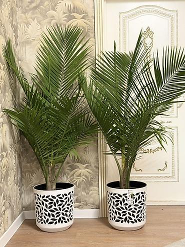 Комнатные растения: 🌴 Красивая пальма для вашего дома! 📏 Высота: 165–170 см 💰 Цена: 3800 — 2