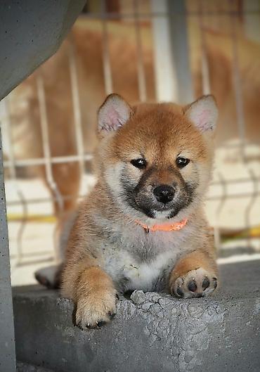 obuca ps: Odgajivačnica 'Kami's little fellows' predstavlja vrhunsko leglo Shiba — 3