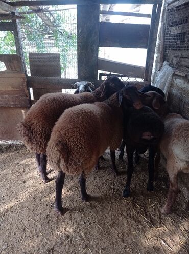 Qoyunlar, qoçlar: Erkək, Qala, il: 1, 75 kq, Damazlıq, Ünvandan götürmə -da lalafo.az — 18 Qoyunlar, qoçlar: Erkək, Qala, il: 1, 75 kq, Damazlıq, Ünvandan götürmə — 18