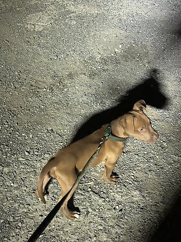 it satişi: Pitbul, 4 ay, Dişi, Peyvəndli — 3
