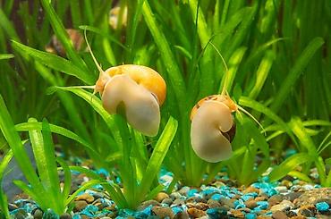 akvarium filtr: Akvarium üçün “Apple Snail / Pomacea bridgesii” (mərəcənə/ampulyariya) — 1