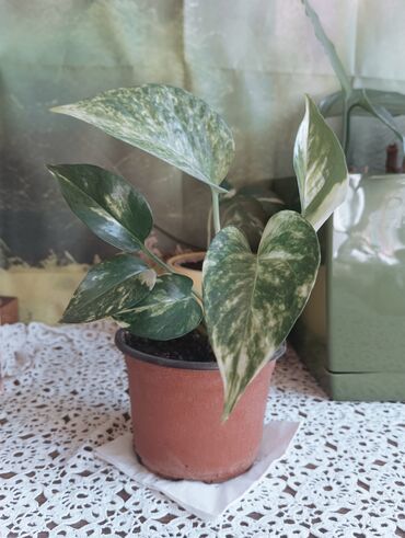 Ostale kućne biljke: Aloja u saksiji prečnika 19cm - 500 din Aloja u saksiji prečnika 15cm — 7