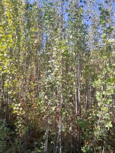 Декоративные деревья: Саженцы деревьев: Туи — 4