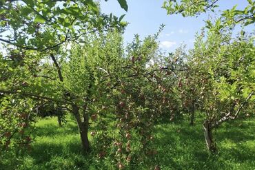 Продажа домов: Дом, 200 м², 6 комнат, Собственник at lalafo.kg — 8 Продажа домов: Дом, 200 м², 6 комнат, Собственник — 8