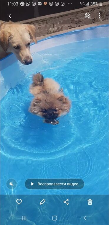 Услуги ветеринара: Гостиница для собак уезжаете в командировку или отпуск, и не знаете — 5