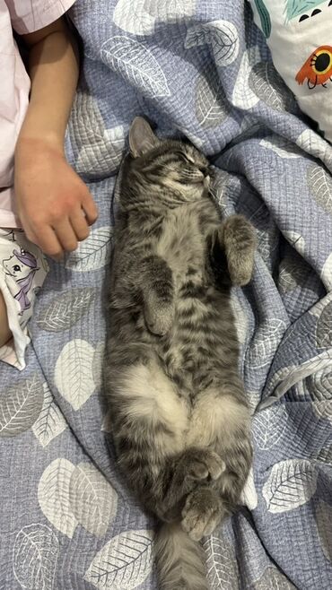 домик кошке: Породасыз, 4 айлык, Эркек, Боз