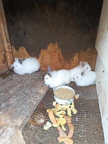 Dovşanlar: Salam.kaliforniya anqorka dovsanlari satilir.qiymet dovwana gore — 5