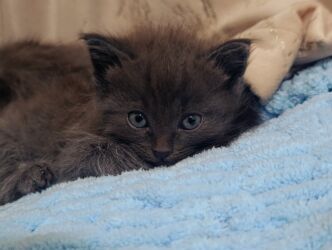 каракол животные: Котята домашние, порода шотландская одна прямоухая вторя