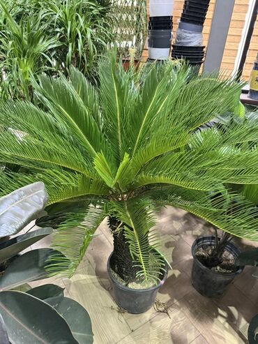 биндеры 220 листов компактные: Саговник (Cycas revoluta) в горшке - Декоративное вечнозелёное