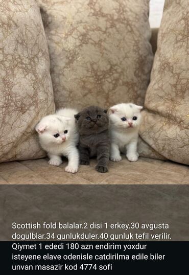 британская кошка цена в баку: Şotland, Erkək, Dişi, Ünvandan götürmə, Ödənişli çatdırılma