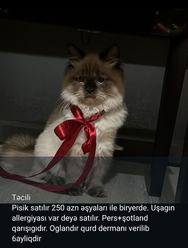 отдам котенка в добрые руки: Самец, В добрые руки
