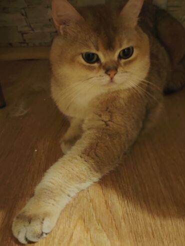 pişik yarım tip: Qızıl şinşilla, Erkək, Cütləşmə üçün, Ünvandan götürmə