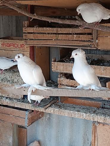 сколько стоит индюк: Голуби голубей птицы. все на игре. гоняю — 8