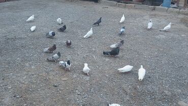 Göyərçinlər: Məhsul: Güvənçinlər (xüsusi uçuş və rəng çeşidləri) Təsvir: - — 11